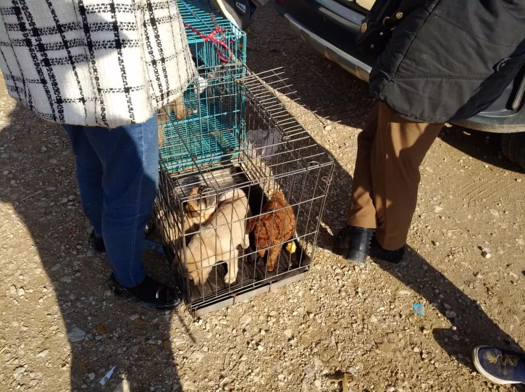 寿光巴哥犬哈巴狗幼犬出售,巴哥犬卖多少钱