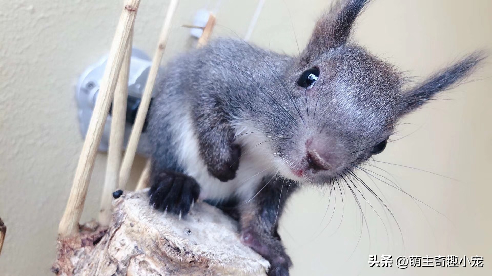 养松鼠魔王的好处,第一次养魔王松鼠要注意什么