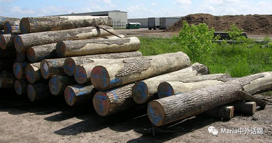 美国硬木干货价格,北美硬木排行