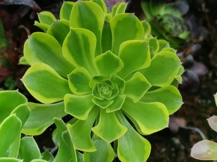 法师新品：青翠欲滴“檬”动我心，青檬法师育繁记