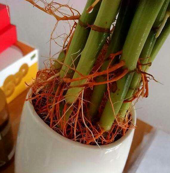 富贵竹黄叶水发臭是怎么了,富贵竹水发臭黄叶杆干瘪