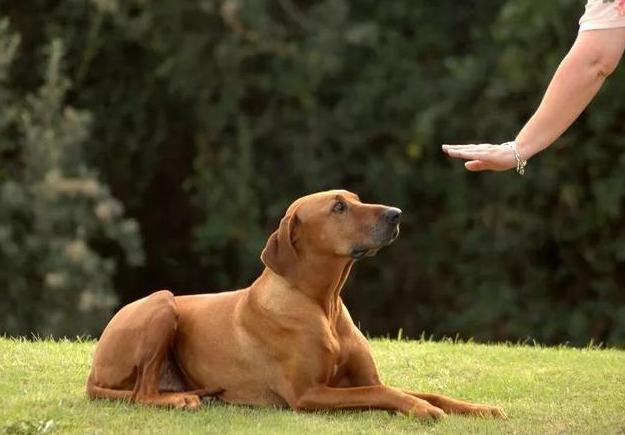 狗狗先训练什么,训练狗狗是不是让它先饿着