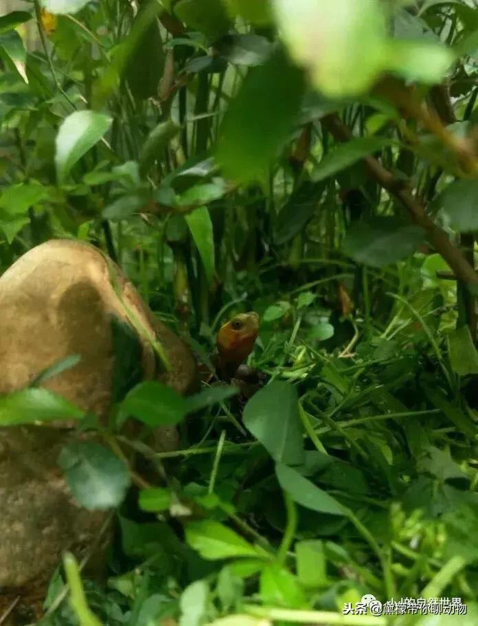 丛林造景黄缘龟池设计图大全,龟宝宝黄缘龟生态缸造景教程