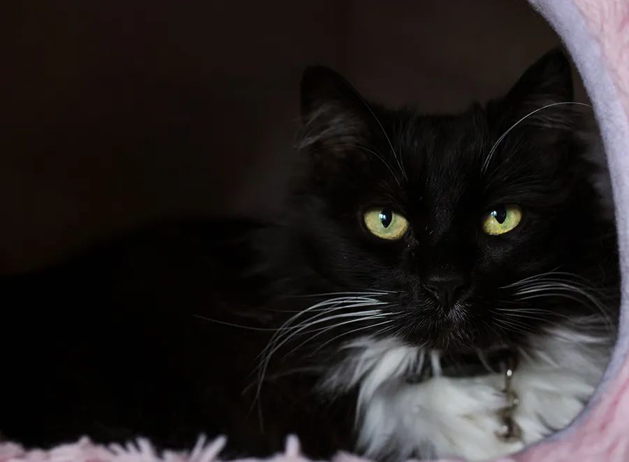 小佩宠物饮水机漏水,小佩饮水机漏电对宠物有害吗