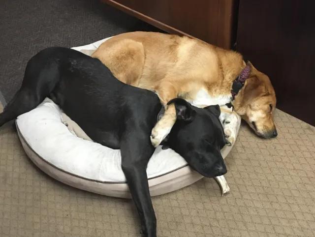 狗狗缺钙有什么好办法见效快,狗狗缺钙有什么影响