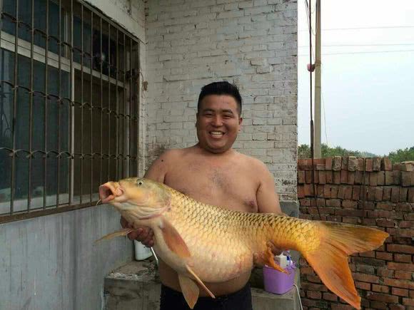 鲤鱼怎么做肉质劲道,钓鱼人喜欢鲤鱼吗