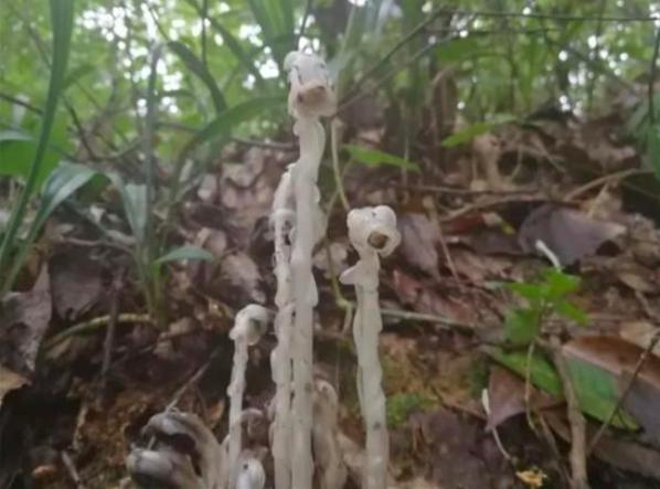 水晶兰被称为死亡之花它有剧毒吗,宁化发现大面积珍稀植物水晶兰