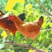 青岛十大海鲜干货特产,青岛西海岸特产推荐