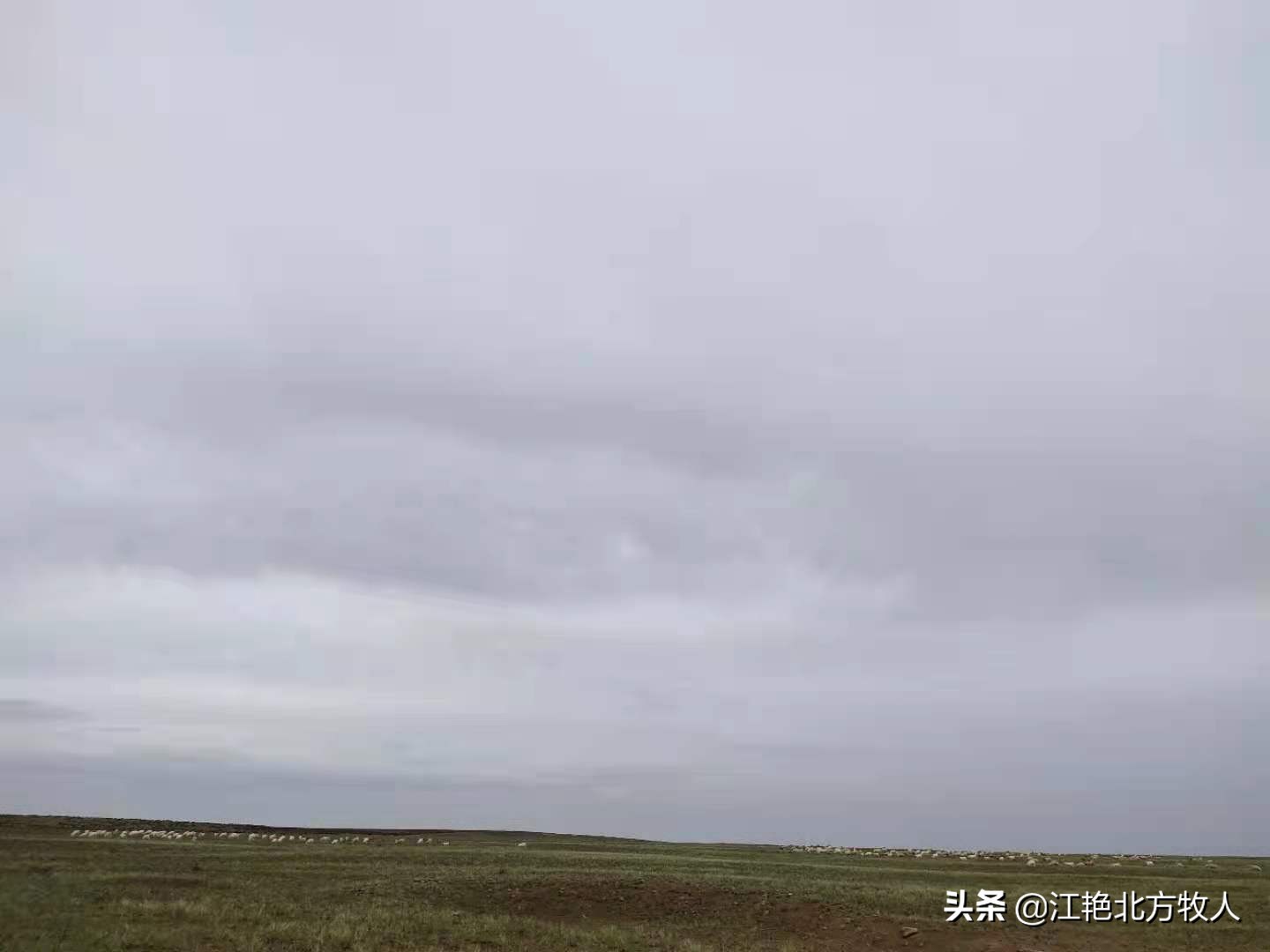 靠养殖到底能不能致富?江艳实话实说,再听听她的致富经