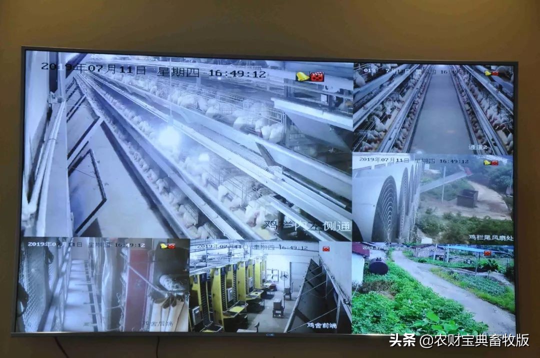 高端绿壳营养蛋,绿壳乌鸡蛋什么样