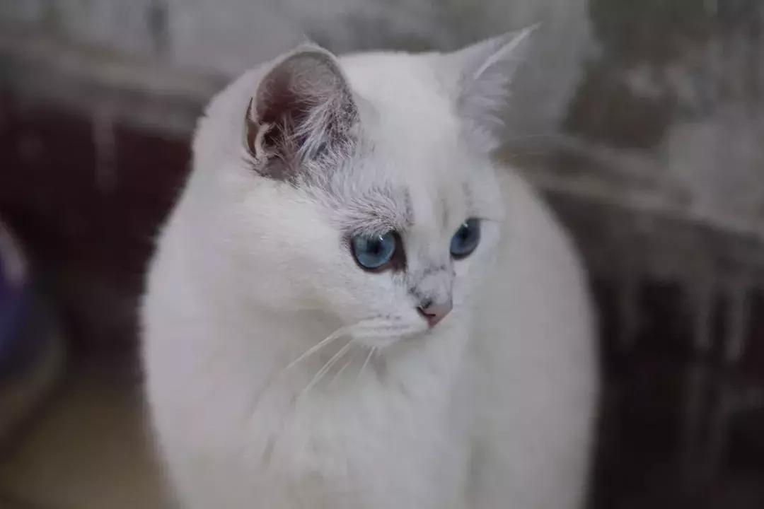 夏末秋初，刘三姐的英短咪咪，邂逅梁实秋的白猫王子