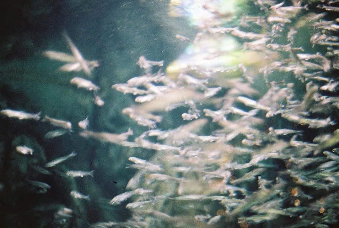 blackpink同款胶卷相机,blackpink同款胶片机