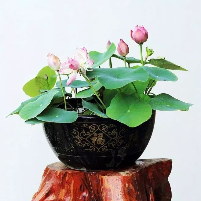 怎么养睡莲荷花,怎么养睡莲可以不让水质发臭