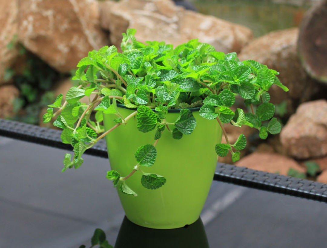 卧室放什么植物吸甲醛最好,吸甲醛最好的植物哪种排名第一