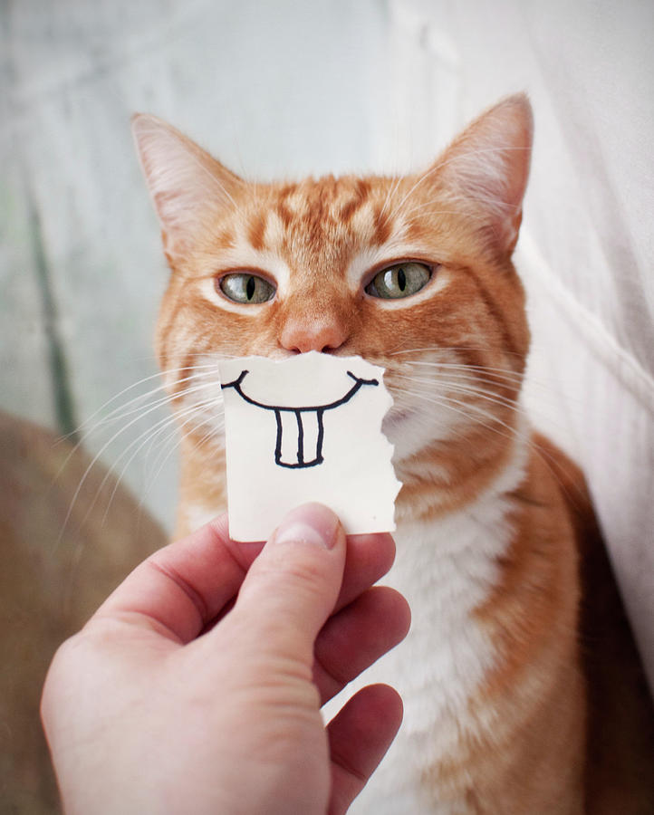 成猫猫粮品牌推荐,国产十大放心猫粮品牌鲜朗排行榜