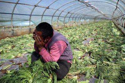 农业创业到底有多难,农业创业赚钱的十种运营模式