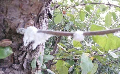 苹果棉蚜,苹果棉蚜怎么治疗最好
