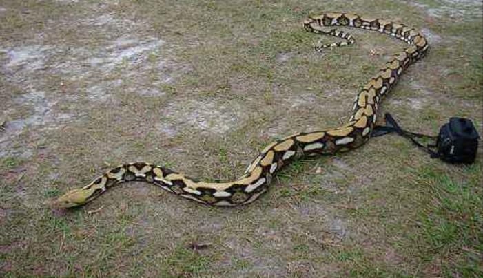 世界上最猛的蛇是不是黄蟒蛇,世界上体型最长的的八大蛇