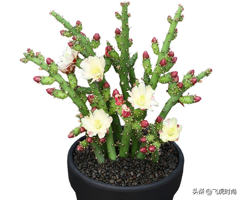 多肉哪些品种开花好看带图片,15种开花的多肉图片