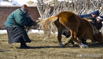 如何纠正马踢人,怎么防止马踢人
