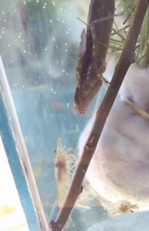 蜻蜓在生活中有什么特点,蜻蜓是常见的昆虫