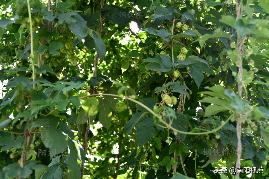 京德啤酒免费领奖,京德啤酒产业园项目