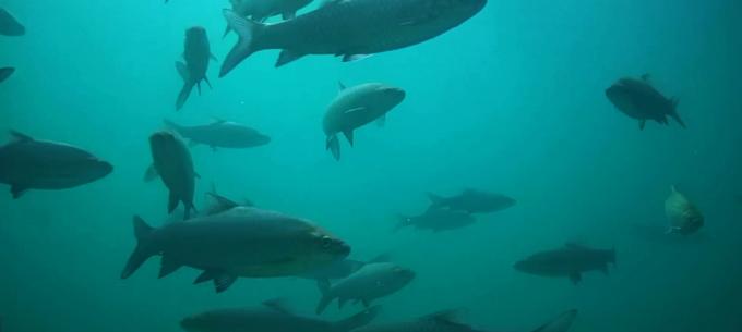 2001年抚仙湖水下古城真实视频,罕见的湖泊风光摄影