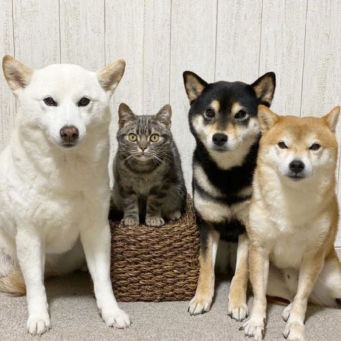 女子买了一只猫咪,和3只狗狗放在一起养,竟发现它逐渐狗化了