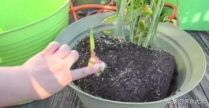 生姜盆栽的最佳时间,盆栽生姜的全过程