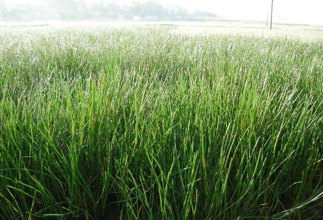 荸荠病虫害的防治技术,荸荠怎样管理才能高产大个