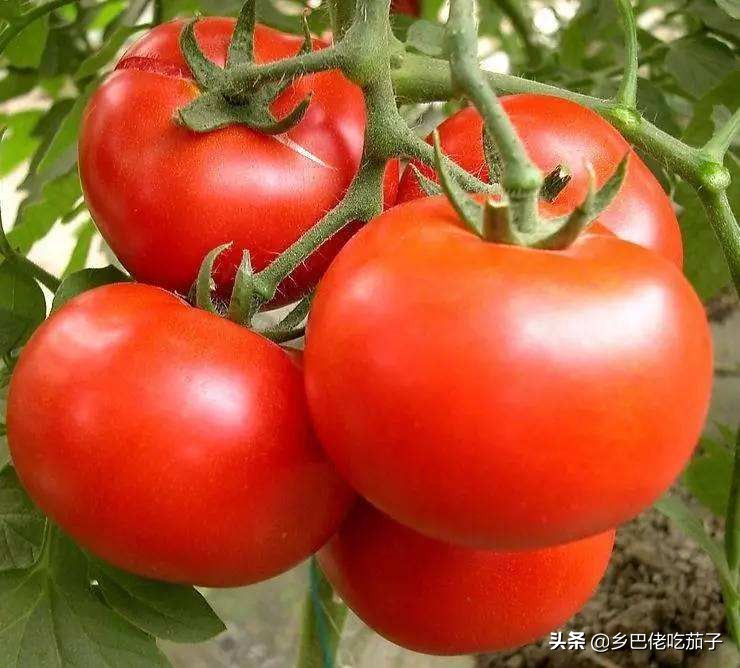 种植西红柿怎样去老叶的视频,种植西红柿如何防倒伏