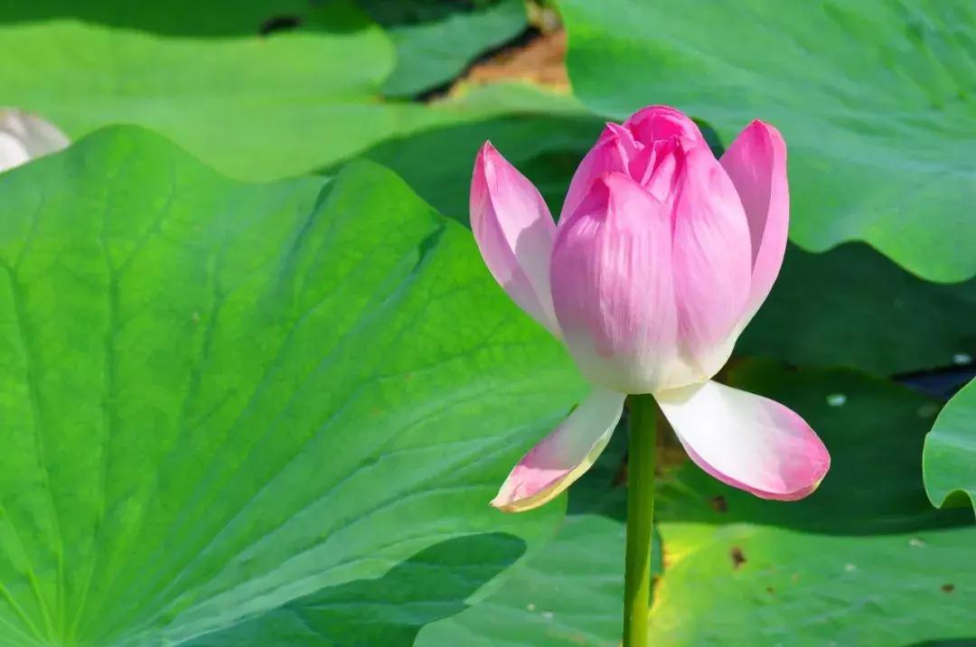 一帮闺蜜自驾游,环中俄边境自驾之旅