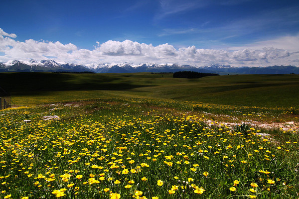 六月底的伊犁雪山,5月的伊犁草原