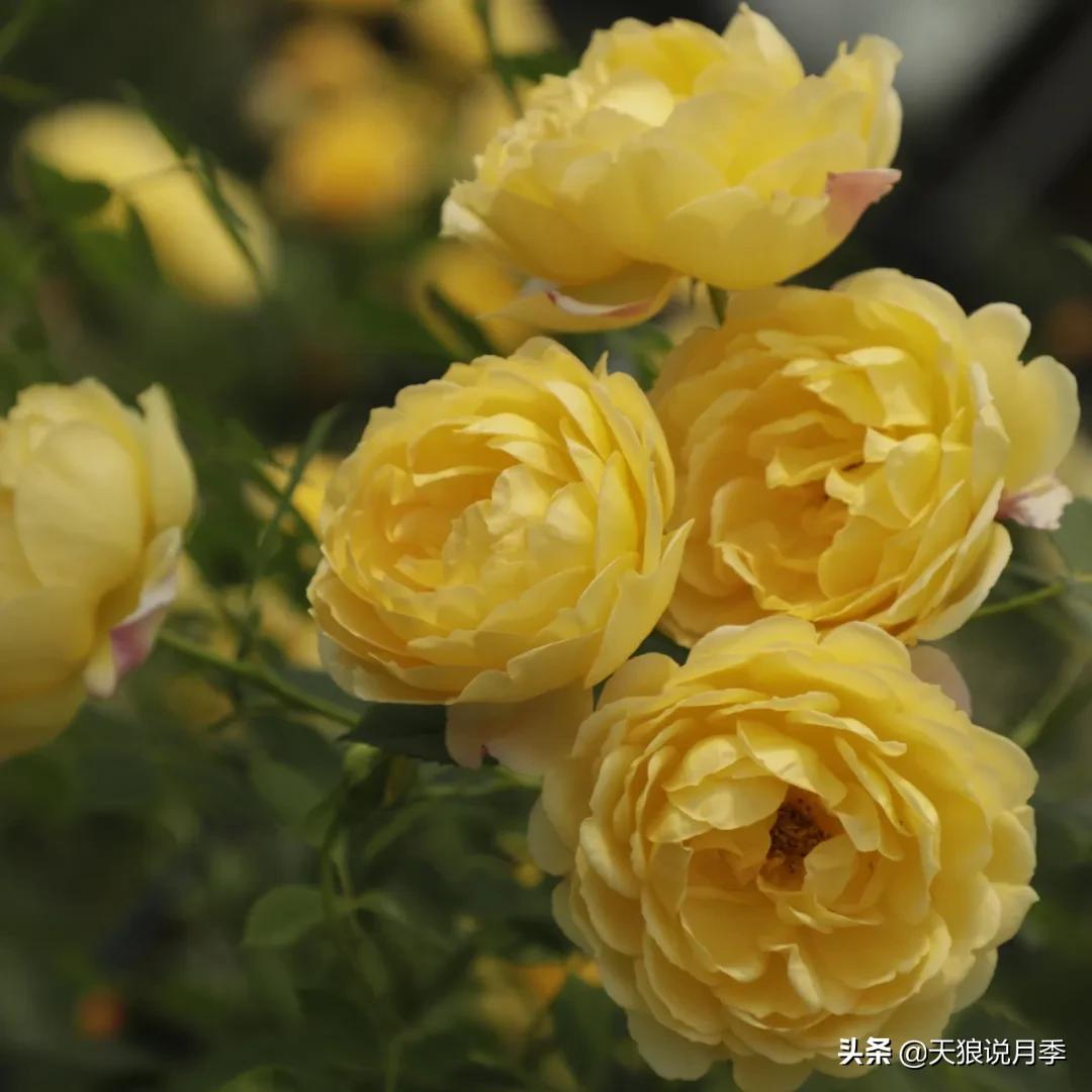 人家最美四月天，天狼自育终于打折了！15个品种供你宠信。