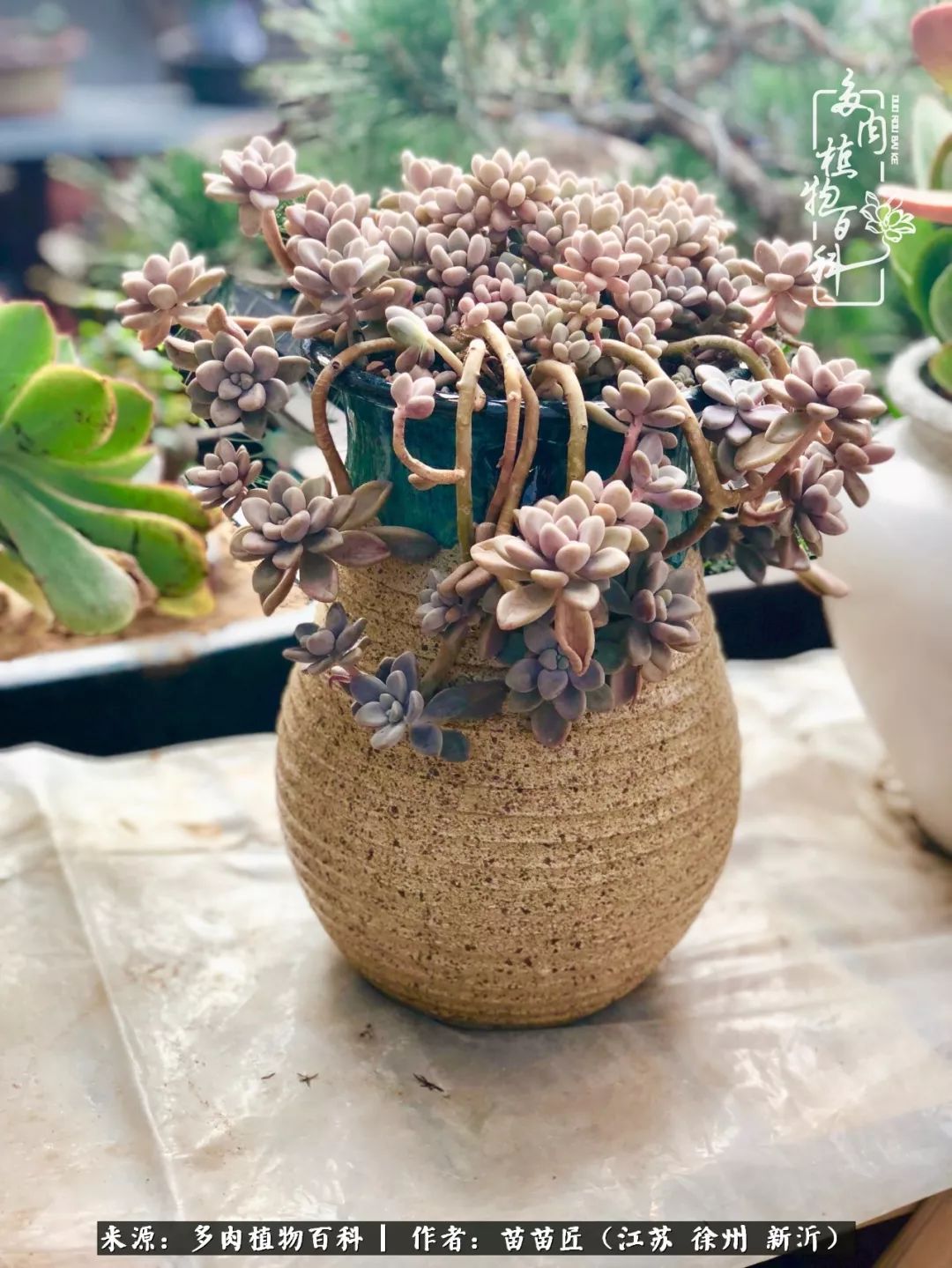 多肉之江湖：众肉友们，修仙渡劫几何了？