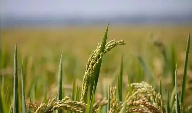 水稻早衰症状图片,水稻生理性早衰