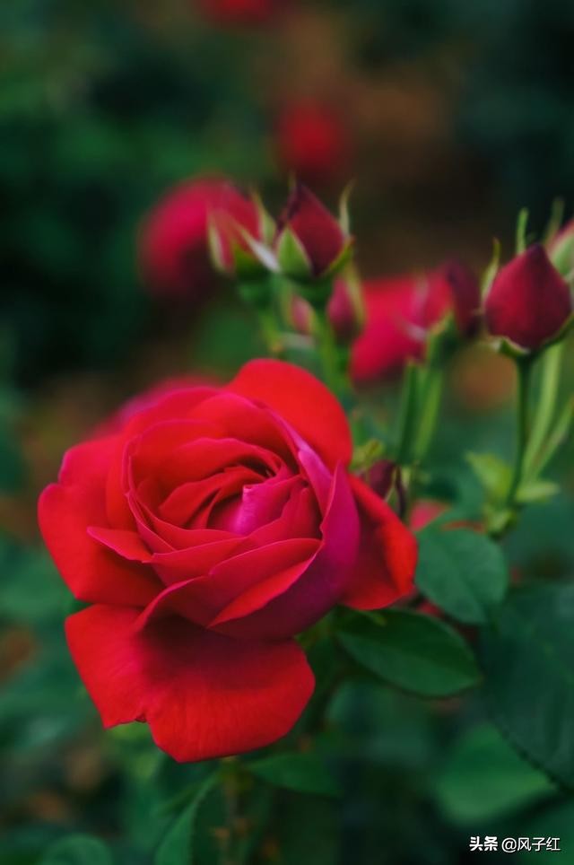 华中最大的玫瑰花园,中国最大的玫瑰花海