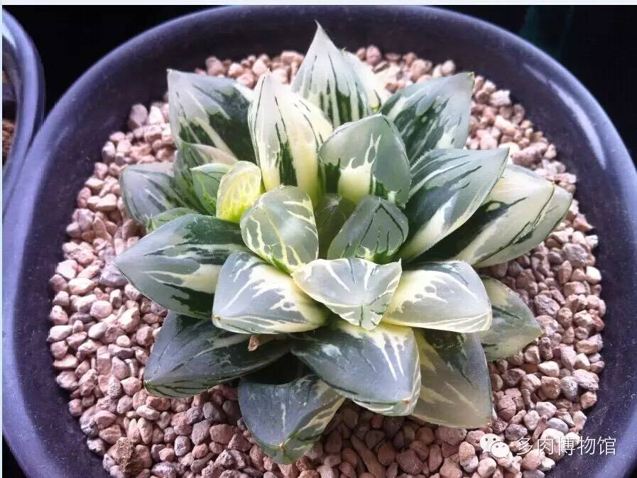 多肉用什么土长得快怎么配土,新手养多肉怎么配土最好