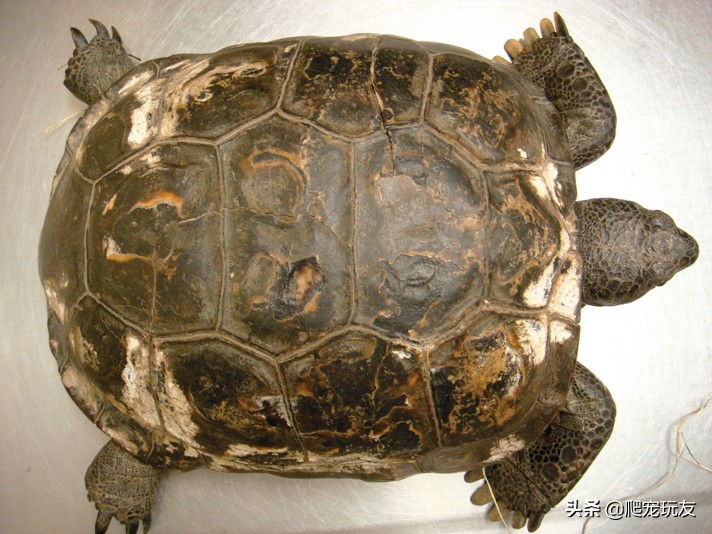 龟背甲透明发白又软,龟苗背甲发白怎么回事