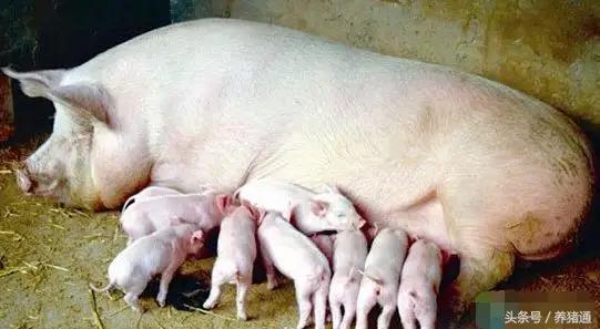 猪场腹泻病的防治,猪场流行性腹泻怎样处理