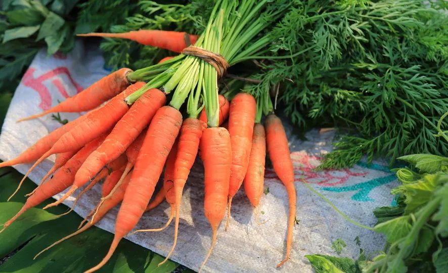 边境牧羊犬怎么喂食才好,边境牧羊犬平时怎么喂食物