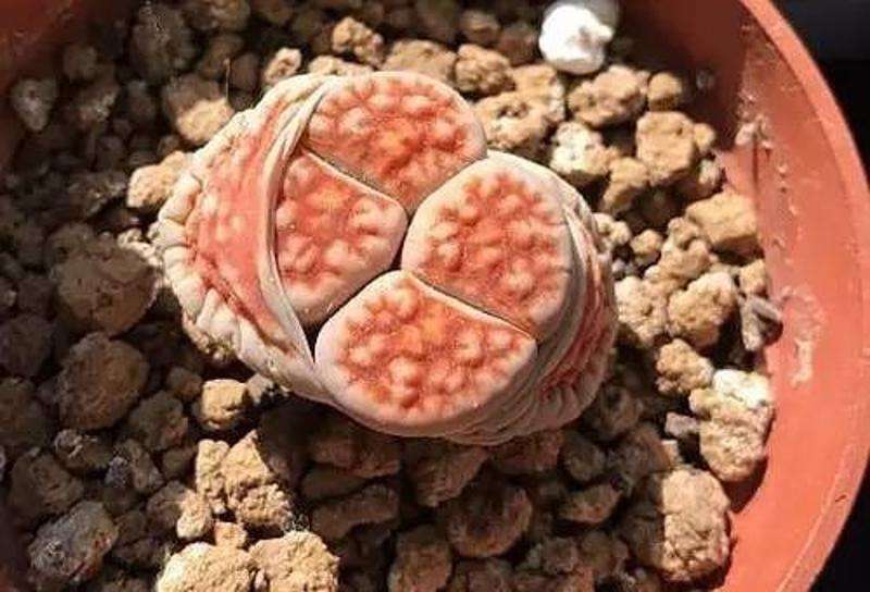 生石花起皱是怎么回事,生石花皱了怎么处理