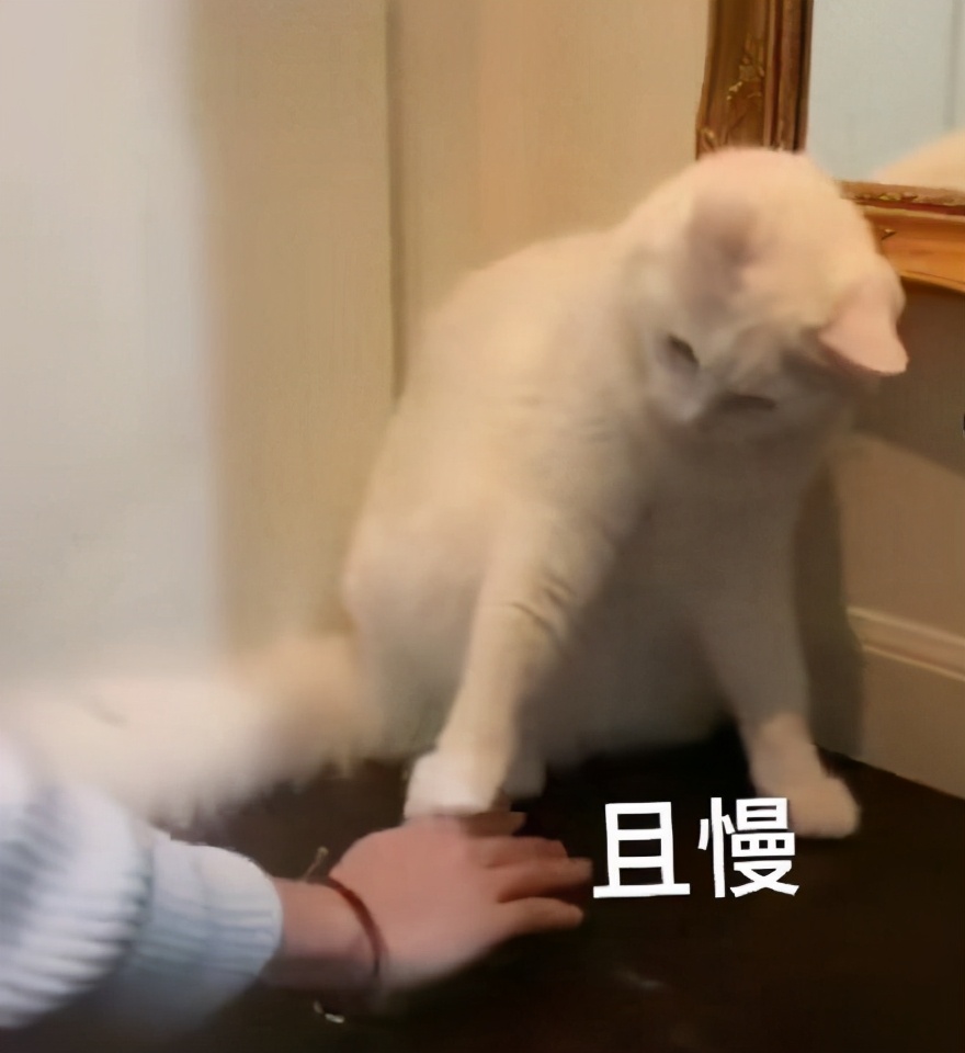 好困不想努力了表情包是什么意思,不想睡觉睡醒了就要上班了表情包