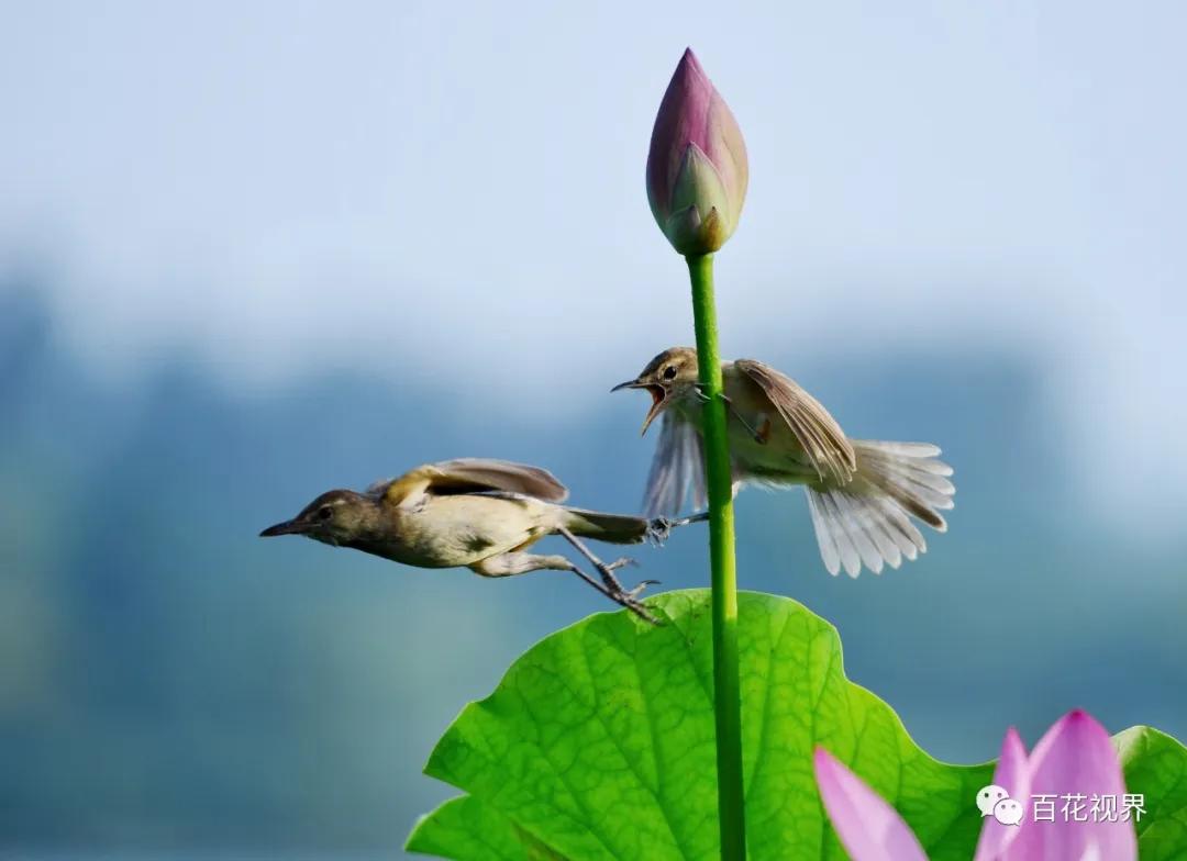 邯郸市女性摄影家,邯郸市女子摄影协会