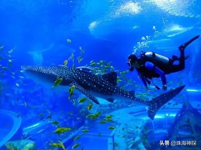 珠海一日游攻略小红书,珠海旅游网红打卡必去的地方