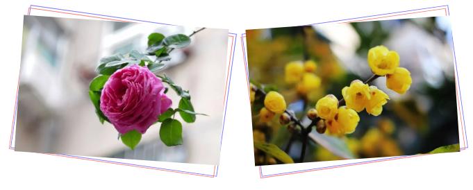 中草药各种花科普,花类的中草药有哪些