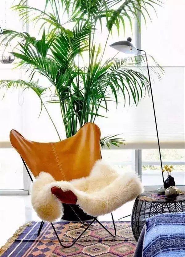 吸甲醛吸苯植物十大排行榜,什么绿色植物吸甲醛和苯