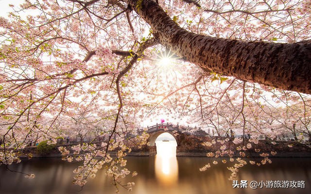 国内赏樱胜地大全,全国赏樱地图出炉共赴浪漫樱花约