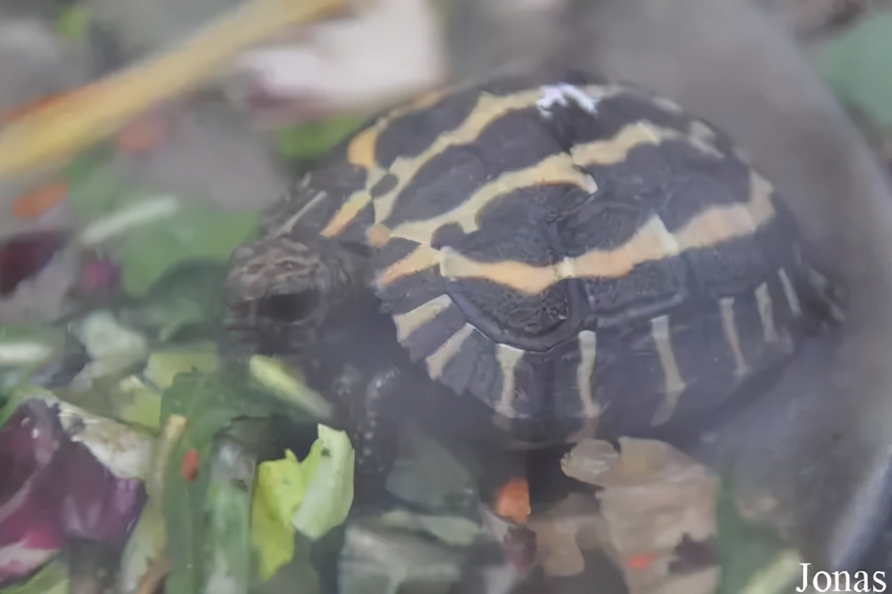 各种龟类图片大全大图,龟类展示会