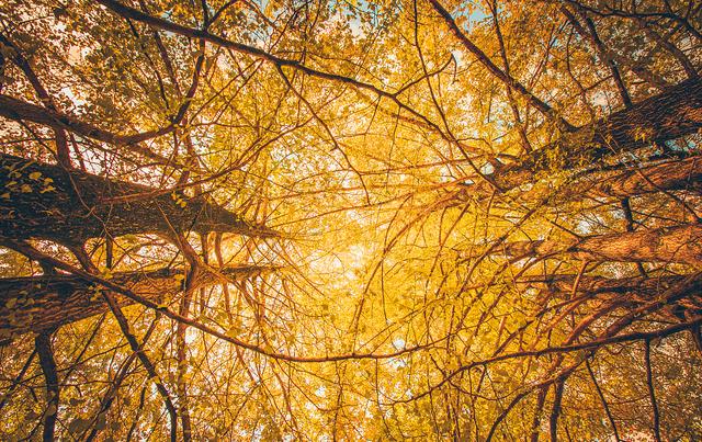 国家地理100个最美景观摄影点,全国银杏观赏地图